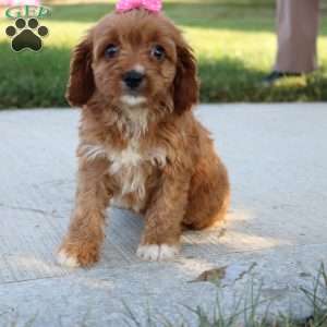 Jemma, Cavapoo Puppy